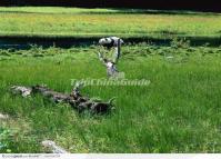 Wolong Nature Reserve in Sichuan Province