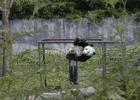 Giant Panda in Wolong Nature Reserve China