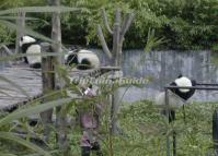 Wolong Panda Reserve Giant Pandas