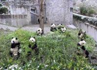 Giant Pandas in Wolong Panda Reserve