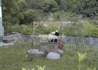 Pandas Playing at Wolong Panda Reserve