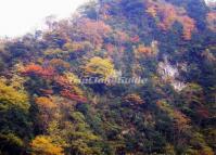 Wolong Nature Reserve In Autumn