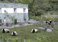 Wolong Panda Reserve Pandas