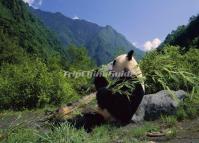 The Wolong National Nature Reserve