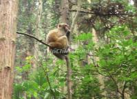 Mokey in Wulingyuan Scenic Area, China