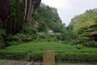 A Tea Plantation of Dahongpao in Wuyi Mountain