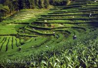 Tea in Wuyi Mountains