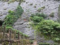 Dahongpao Tea Trees in Mount Wuyi 