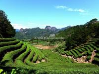 Wuyi Mountains