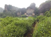 Tea Plantation in Wuyi Mountains