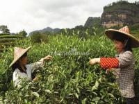 Wuyi Mountains