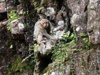 A Monkey in Mt. Wuyi 