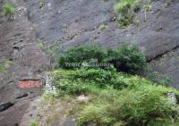 The Famous Dahongpao Wuyi Rock Tea in Wuyi Mountains