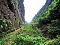 A Tea Valley in Mount Wuyi 