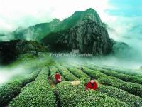 A Beautiful Tea Plantation in Mount Wuyi 