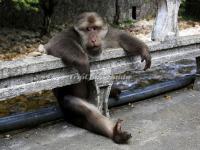 Monkey in Wuyi Mountains