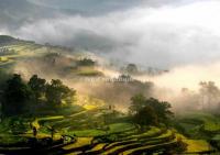 Wuyuan Jiangling Canola Flower