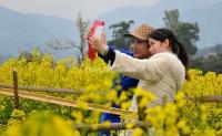 Wuyuan Jiangling Canola Flower