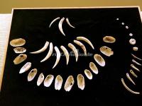 Ornaments (clam shells and animal teeth)