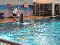 Xiamen Underwater World Lovely Dolphin 