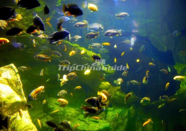 Xiamen Underwater World