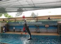 Xiamen Underwater World Dolphin Show 