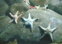 Underwater World Xiamen Fujian 