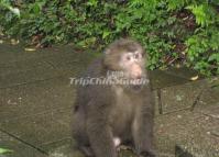 Monkey at Xiling Snow Mountain China