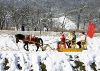 Horse Sledding Xiling Snow Mountain