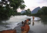 Xingping Town Scenery Yangshuo 