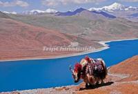 Yamdrok Lake Lhasa Tibet China 