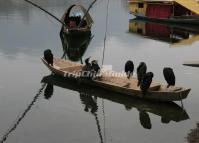 Yangshuo Attractions - Cormorant Fishing Show