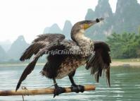 Yangshuo Cormorant Fishing 