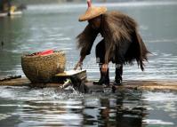 Yangshuo Highlights - Cormorant Fishing