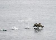 Cormorant Bird Images