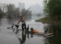 Cormorants and Fishermen Fishing in the Li River