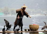 Cormorant Fishing in Yangshuo 