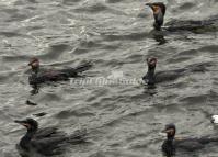 Yangshuo Tourist Attractions - Cormorant Fishing in the Li River