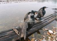 Cormorant Fishing in China