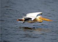 Cormorant Bird 