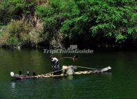 Cormorant Bird Pictures