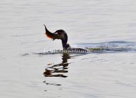 Cormorant Bird 