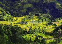 Yuanyang Rice Terraces Beautiful Scenery 