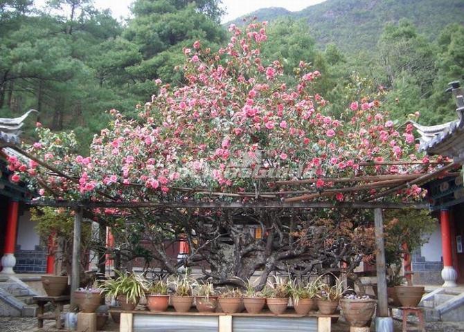 Lijiang Yufeng Temple