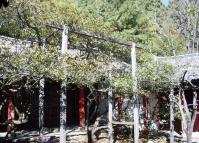 The Camellia Tree in Lijiang Yufeng Lamasery