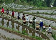 Yunhe Rice Terraces in May