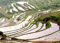 Yunhe Rice Terraces in Spring