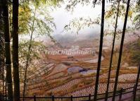 Yunhe Rice Terraces in Summer