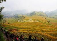 Yunhe Rice Terraces in Autumn