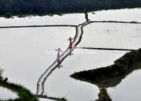 The Flooded Yunhe Rice Terraces